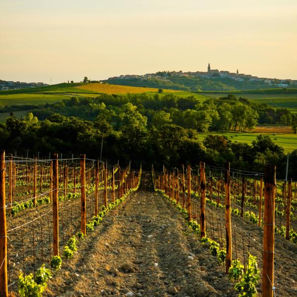 Umbria Montefalco wine experience