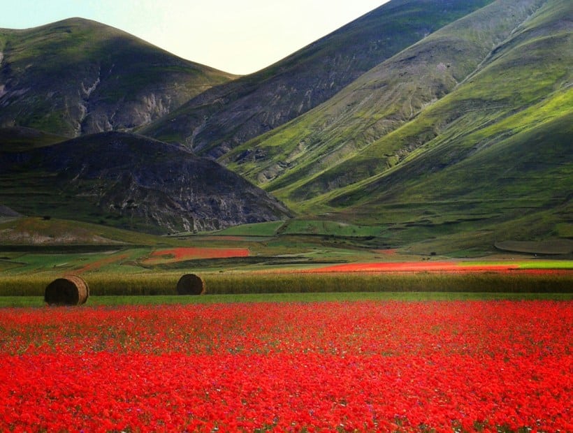 Castelluccio di Norcia flower fields with mountains Umbria Italy Trails