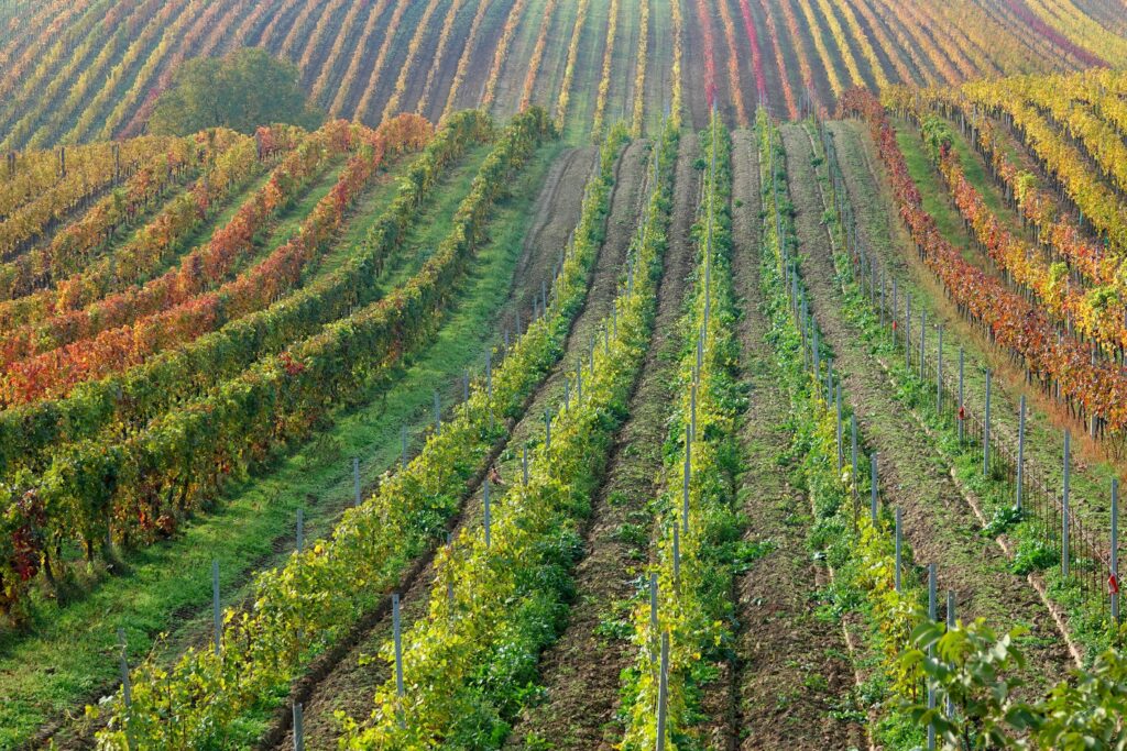 Collio vineyards and rolling hills in Friuli Venezia Giulia Italy Trails